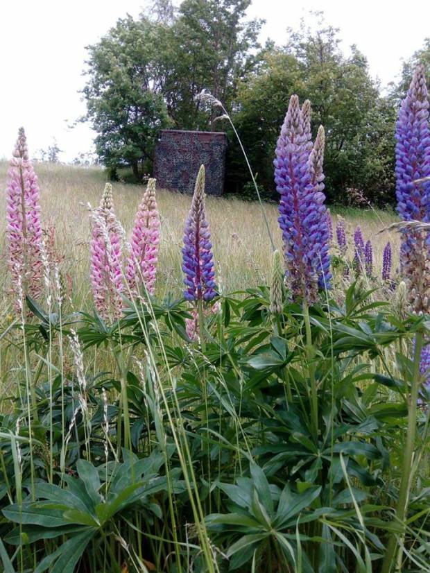 19458057_476225342726525_532724009_n